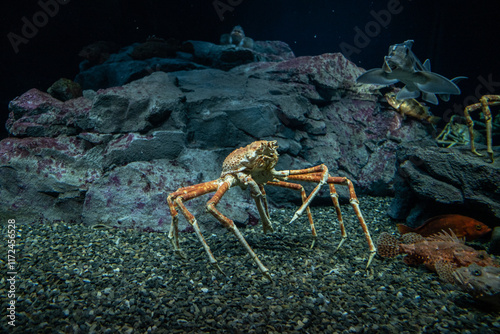 Obraz na płótnie Alaskan King Crab in sea life aquarium w salonie