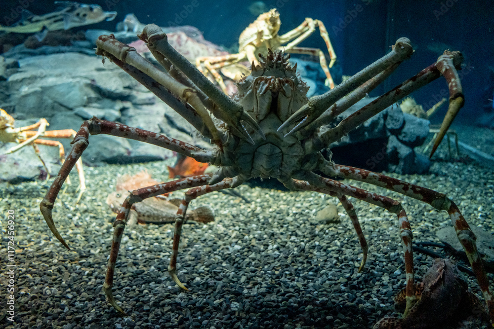 Alaskan King Crab in sea life aquarium