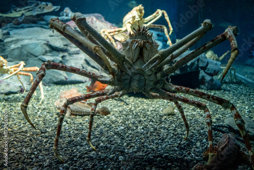 Obraz na płótnie Alaskan King Crab in sea life aquarium w salonie