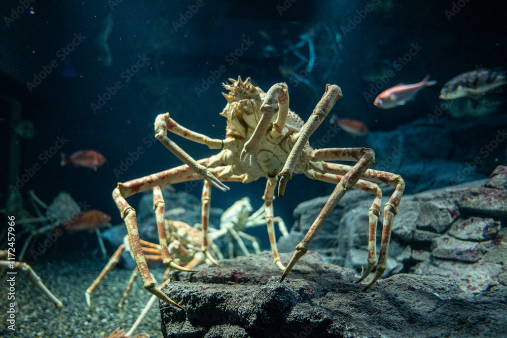Alaskan King Crab in sea life aquarium