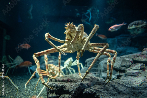 Obraz na płótnie Alaskan King Crab in sea life aquarium w salonie