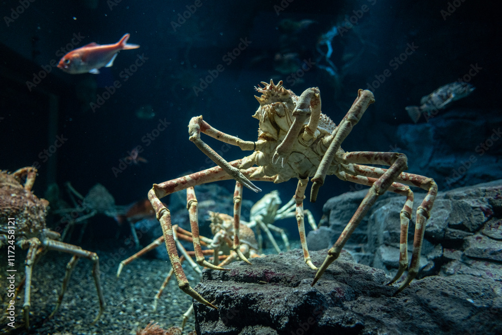 Alaskan King Crab in sea life aquarium