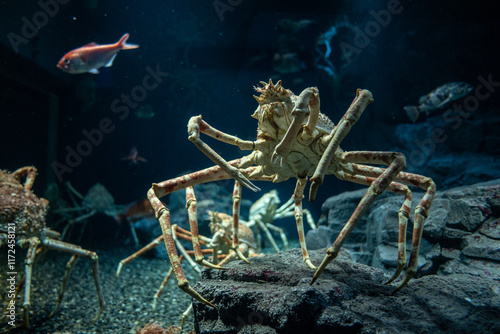Obraz na płótnie Alaskan King Crab in sea life aquarium w salonie