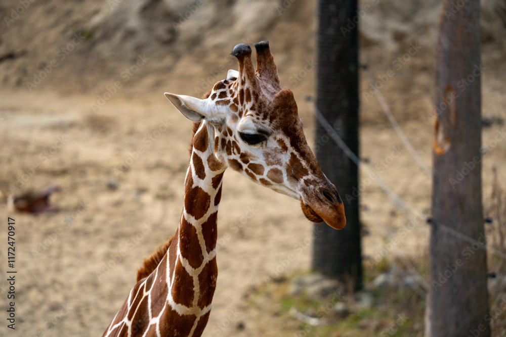 Obraz premium アミメキリンの写真