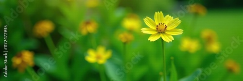 Single Green Homalomena flower in a garden bed, greenery, garden photo