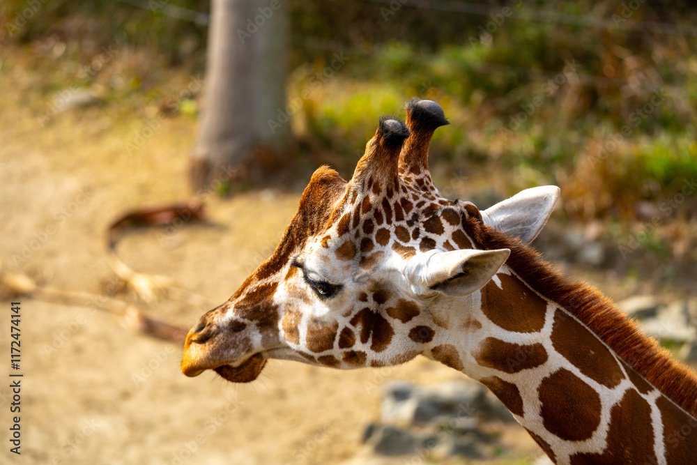 Obraz premium アミメキリンの写真