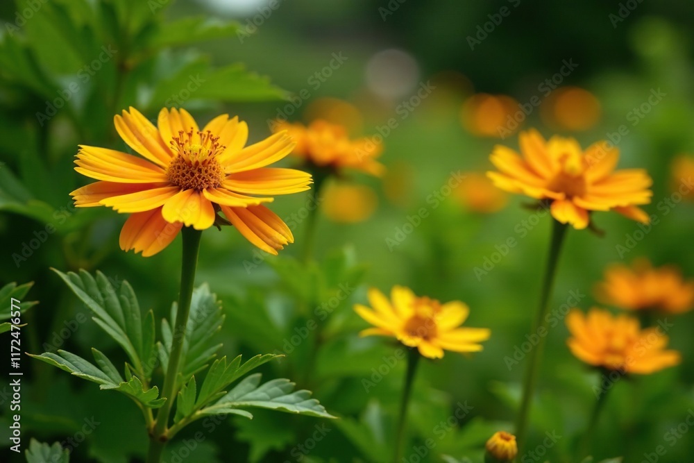 Wild carrot plant with large yellow-orange blooms in a garden, plants, blooming Wild carrot plant with large yellow-orange blooms in a garden, plants, blooming
