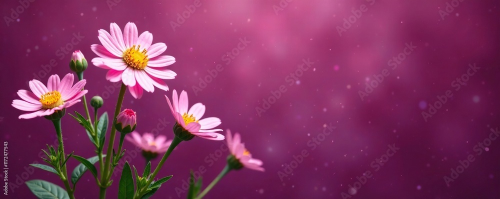 Naklejka premium Soft pink chamomile blooms against a rich plum background, botanical, foliage