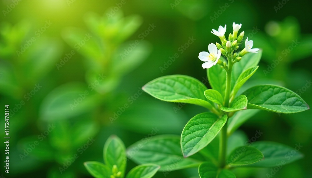 Oregano plant with a few small white flowers and lush green leaves, flowers, natural, garden Oregano plant with a few small white flowers and lush green leaves, flowers, natural, garden