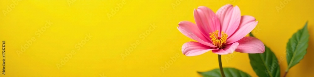 stunning pink flower in full bloom against a bright and sunny yellow background with lush green leaves, pink, garden stunning pink flower in full bloom against a bright and sunny yellow background with lush green leaves, pink, garden