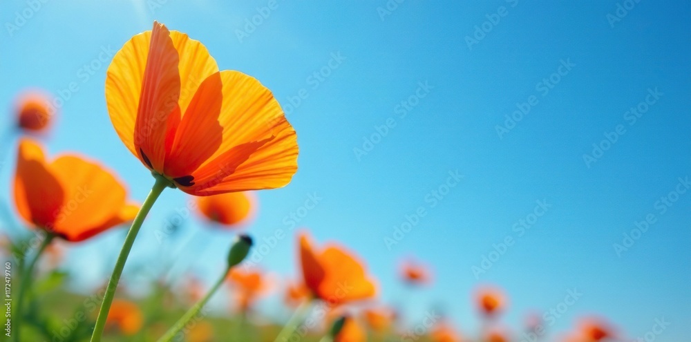 custom made wallpaper toronto digitalDelicate petals of California poppy against bright blue sky, nature, orange