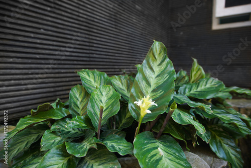 Calathea Louisae Plant Landscape Photography photo