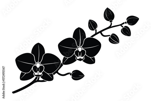 An orchid branch with flowers, unopened buds, and a stem vector art silhouette illustration