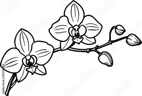An orchid branch with flowers, unopened buds and a stem line art vector illustration