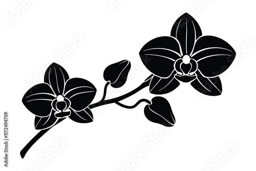 An orchid branch with flowers, unopened buds, and a stem vector art silhouette illustration