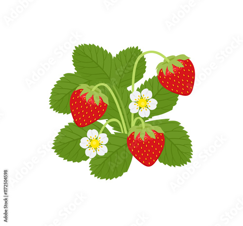 Strawberry plant with green leaves and flowers.  Background with sweet red berry. Vector cartoon flat illustration.
