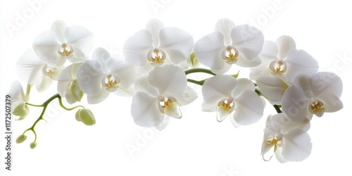 White orchid flower arrangement showcasing a florist s creativity. This beautiful white orchid flower highlights the artistry and skill involved in floral design. Perfect for lovers of white orchid