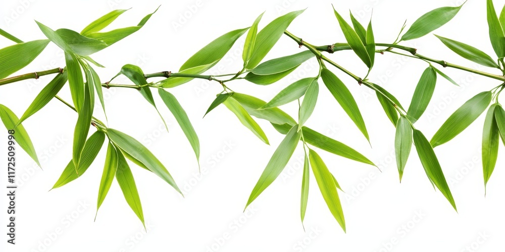 Fototapeta premium Isolated bamboo leaves set against a white background, showcasing the delicate structure and vibrant color of bamboo leaves. This image of bamboo leaves includes a clipping path for easy use.