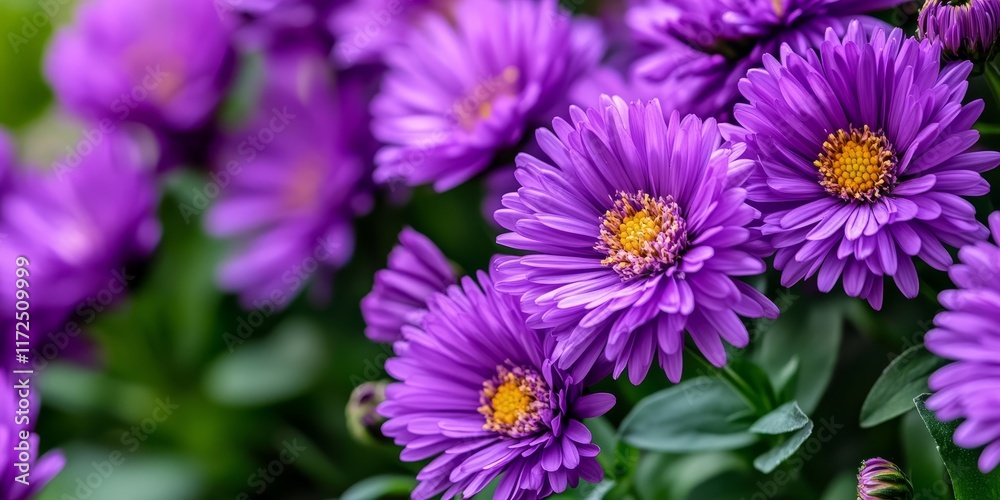 Obraz premium Close up of purple Aster blooms against a lush green garden background, showcasing vibrant Aster colors ideal for a colorful Aster wallpaper or a stunning flower garden in spring.