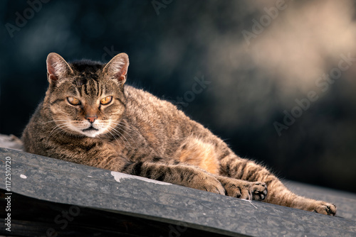 Gato relaxado ao sol photo