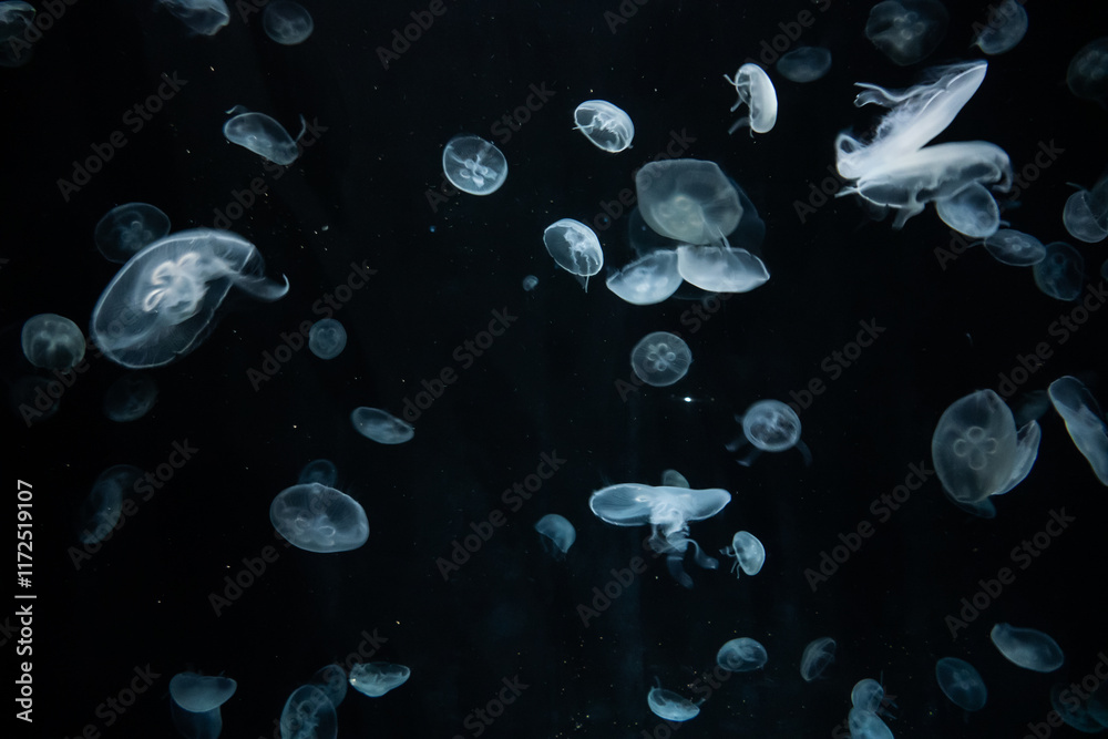Jellyfish in the Osaka Aquarium Kaiyukan, Japan