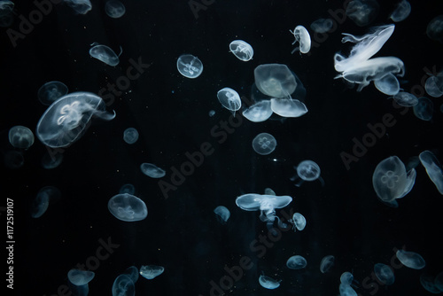 Obraz na płótnie Jellyfish in the Osaka Aquarium Kaiyukan, Japan w salonie