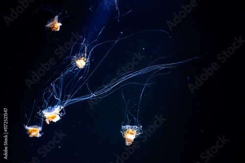 Obraz na płótnie Jellyfish in the Osaka Aquarium Kaiyukan, Japan w salonie