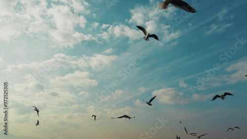 Animal Bird Seagulls Flying On Shiny Cloudy Sky