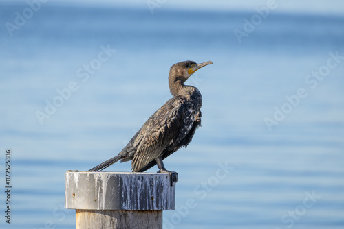 Kormoran