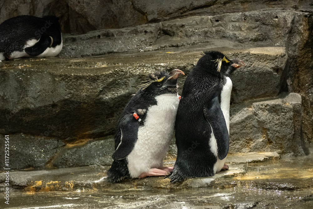 Penguin in the Osaka Aquarium Kaiyukan, Japan