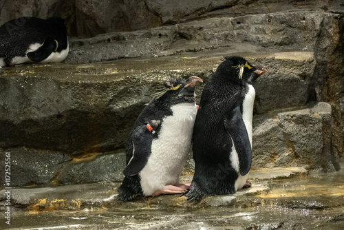 Obraz na płótnie Penguin in the Osaka Aquarium Kaiyukan, Japan w salonie