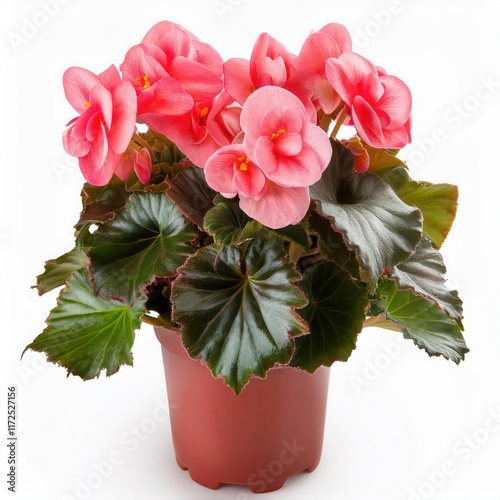 Vibrant pink begonia flowers in a decorative pot.