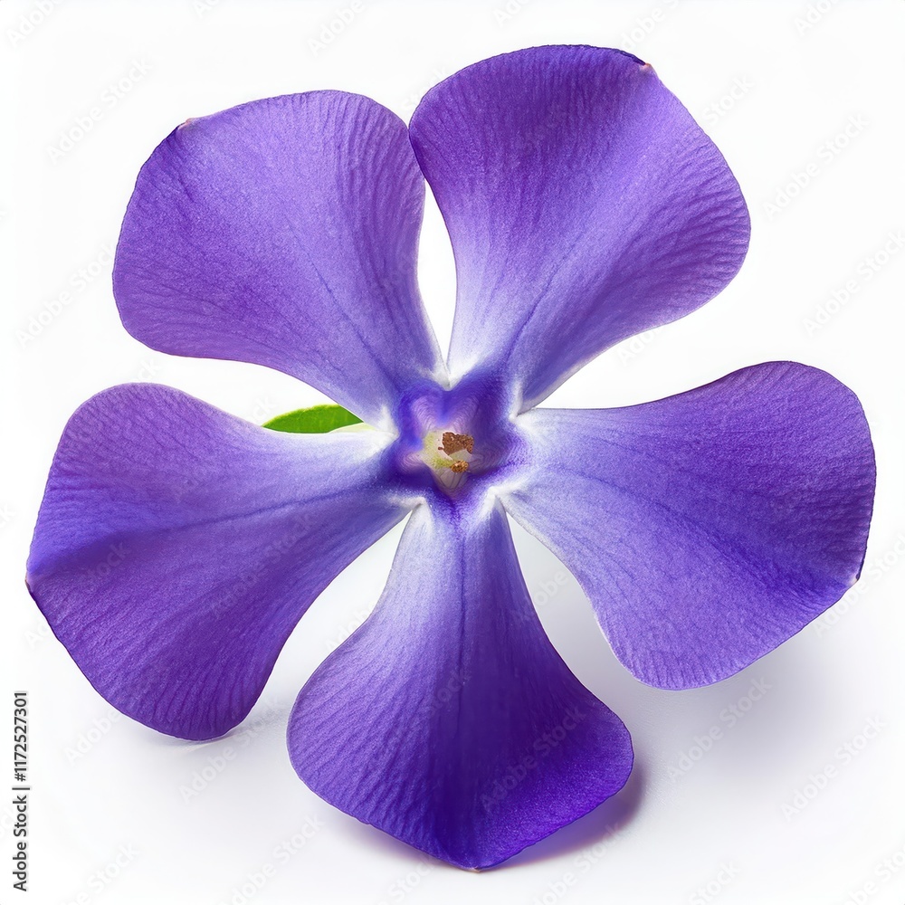 Fototapeta premium Beautiful purple flower with delicate petals and vibrant color.