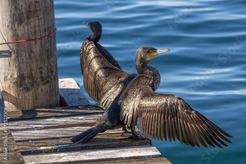 Kormoran