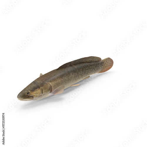 Bowfin fish photo