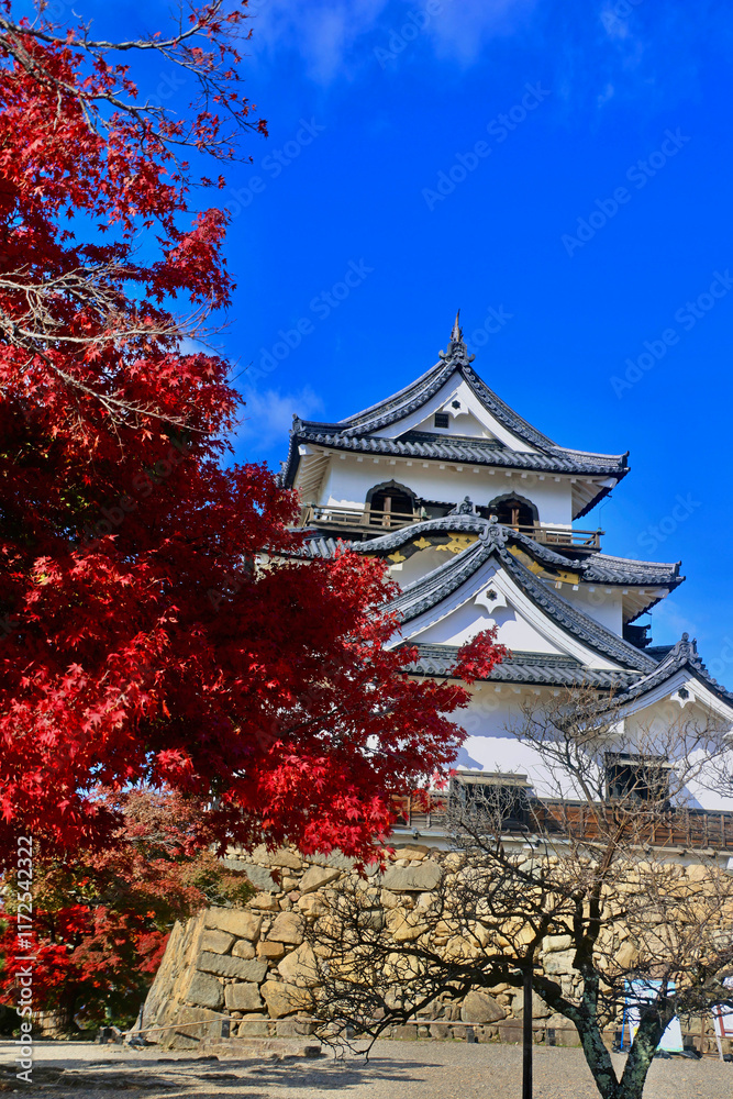 Fototapeta premium 国宝・彦根城・紅葉(滋賀県・彦根市)