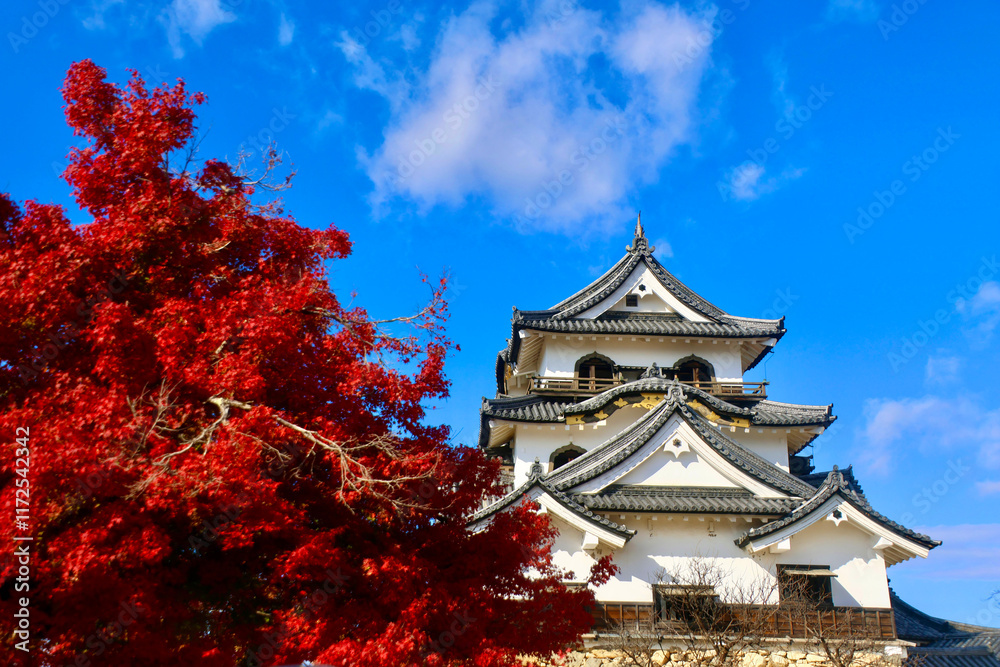 Fototapeta premium 国宝・彦根城・紅葉(滋賀県・彦根市)