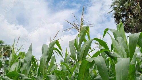 Fresh and cool corn plantations with a cloudy sky as a background in Pamekasan, Indonesia photo