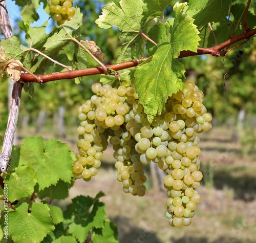 Friulano grape, or Sauvignonasse, hanging on vine at the time of grape harvesting. 