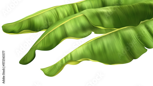 Fresh banana leaf isolated on white transparent background