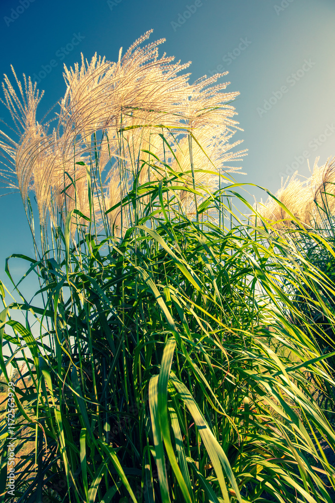 Miscanthus grass against blue. Nature background. Vertical banner