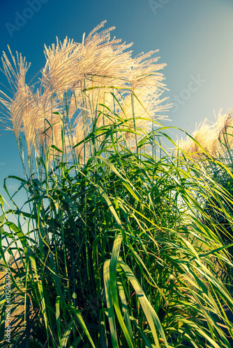 Obraz na płótnie Miscanthus grass against blue. Nature background. Vertical banner w salonie