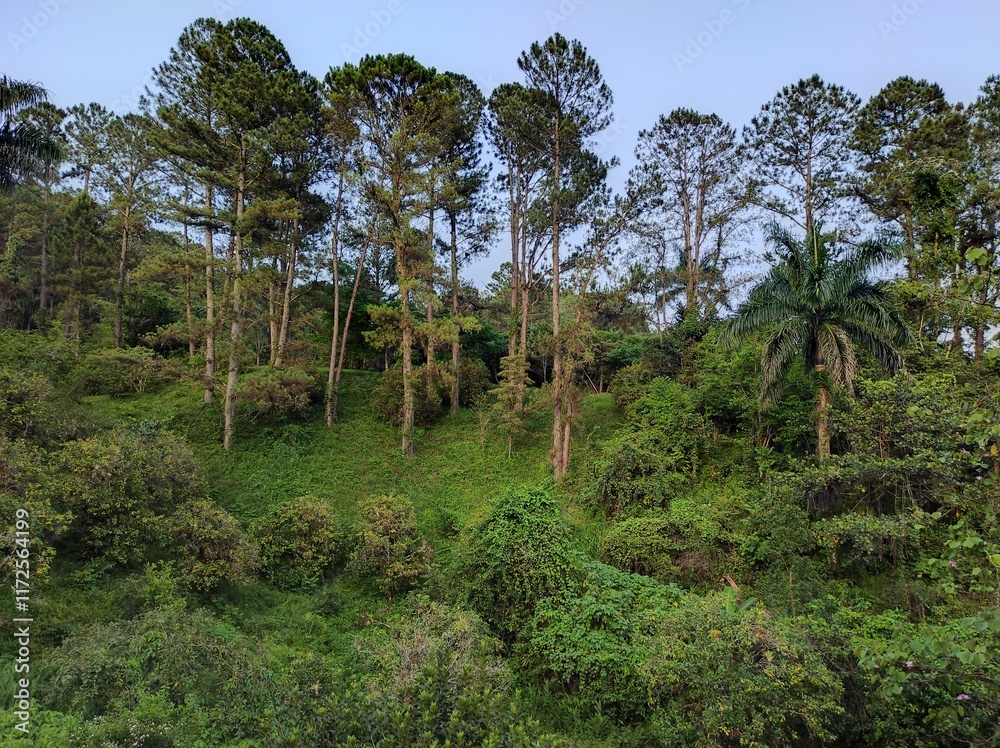 Fototapeta premium green forest