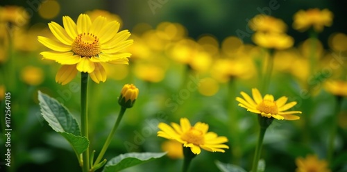 Fototapeta Naklejka Na Ścianę i Meble -  Bright yellow flowers of elecampane plant in a garden, nature, flowers