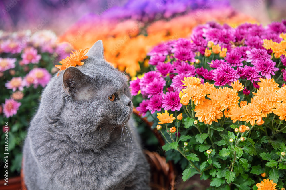 Portrait of a cute British shorthair cat in a garden with orange and pink chrysanthemum flowers