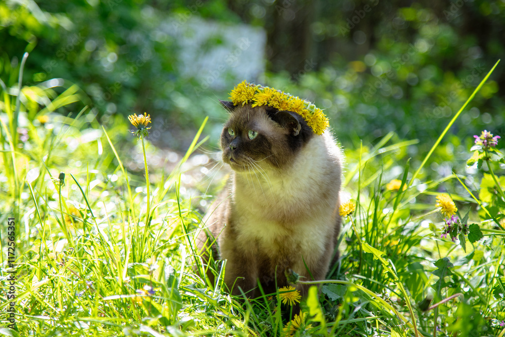 Seal Point cat wearing a wreath of dandelion flowers sits in the garden on a sunny summer day