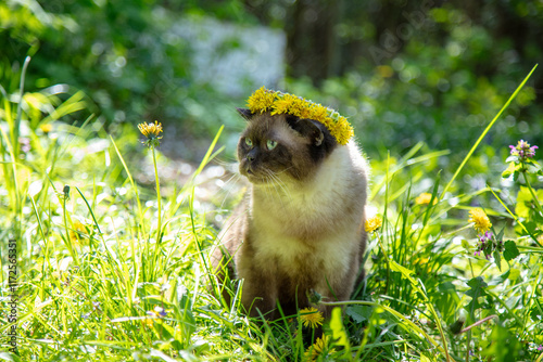 Obraz na płótnie Seal Point cat wearing a wreath of dandelion flowers sits in the garden on a sunny summer day w salonie