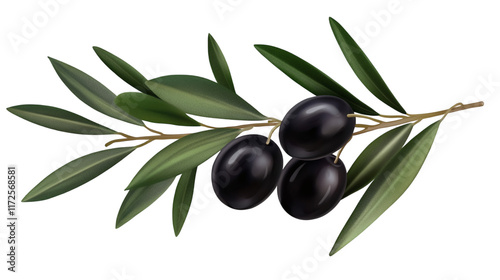 Fresh black olives on a branch with leaves isolated on white transparent background