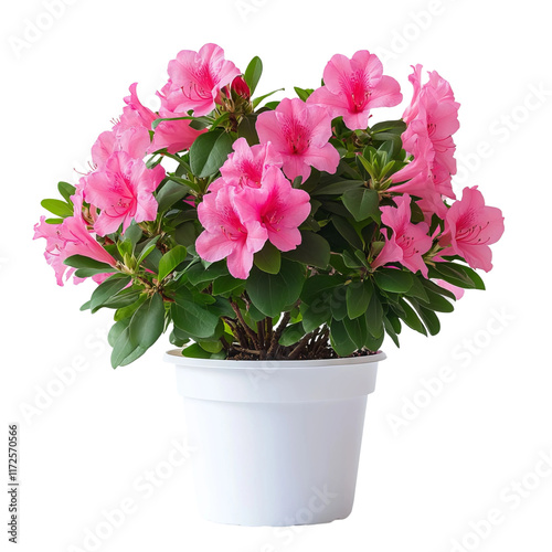 Wallpaper Mural Pink Azalea Flower Pot Isolated On A White Background Torontodigital.ca