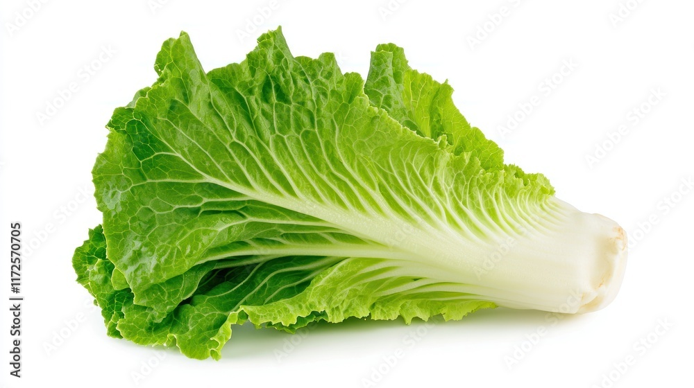 A fresh head of romaine lettuce on a white background. A fresh head of romaine lettuce on a white background.